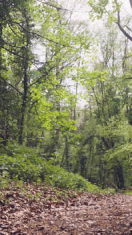 Vertical-Video-Path-Track-Woodland-UK-Countryside